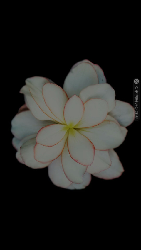 静物花开 screenshot