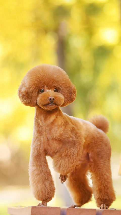 Punishment in the Eyes of Dogs Toy Dogs 8 screenshot