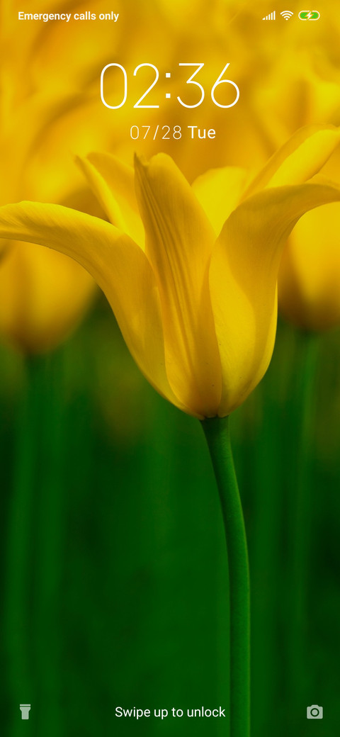 Yellow tulip_3MDS screenshot
