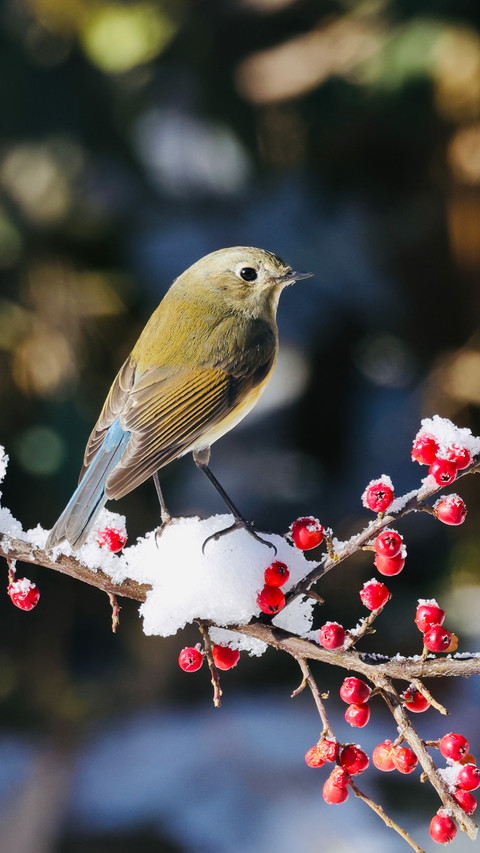 The redflanked bluetailed robin climbs the branch screenshot
