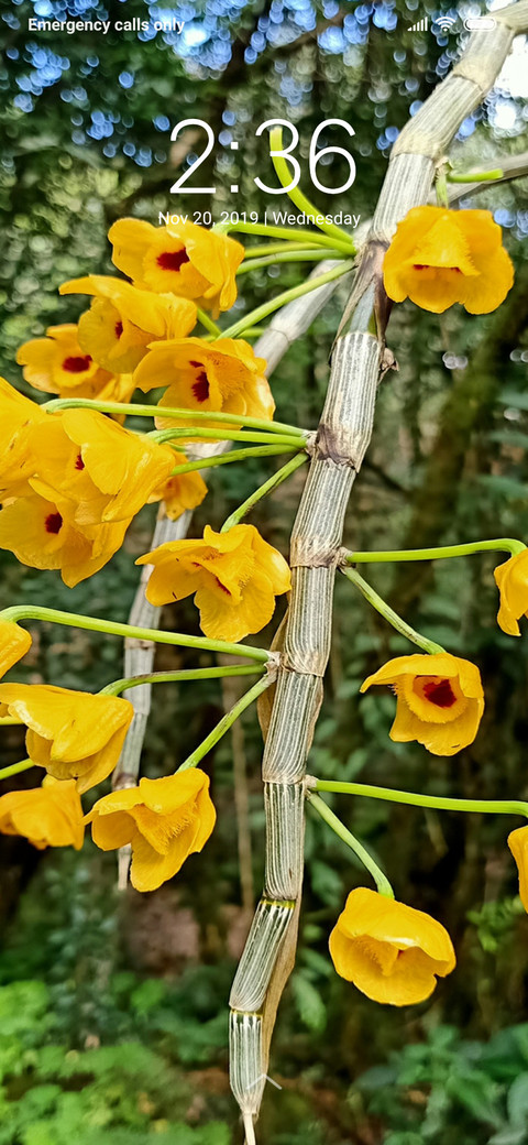 Yellow Flower Group_DWM3 screenshot