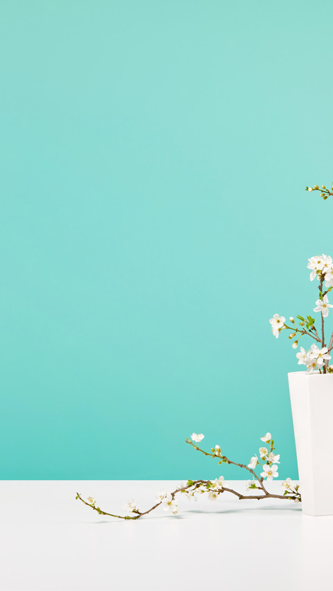 White vase, cherry blossoms, spring atmosphere screenshot
