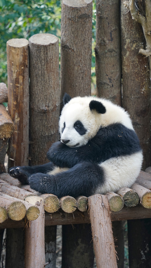 The red panda on the wooden frame screenshot