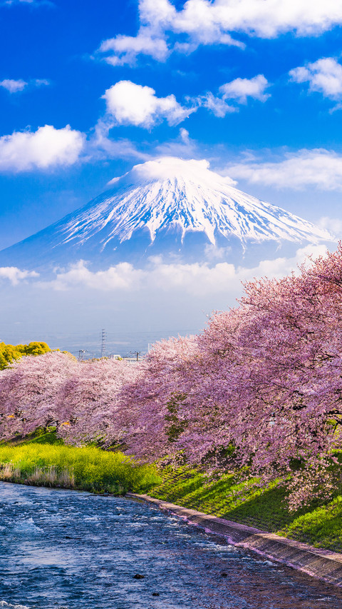 Mt. Fuji, Japan and river in Spring screenshot