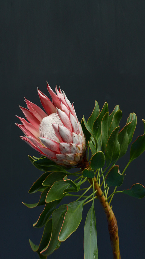 Beautiful to Amazing Flowers and Plants 0 screenshot