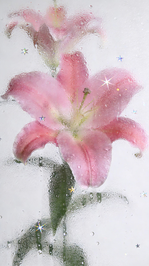 雾窗花屿，星落繁花 screenshot