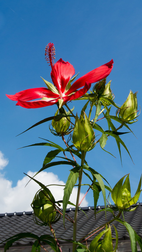 Hibiscus flower screenshot