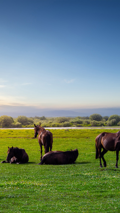 The herd of horses in xinjiang wetlands screenshot