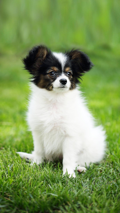 Dog90 screenshot