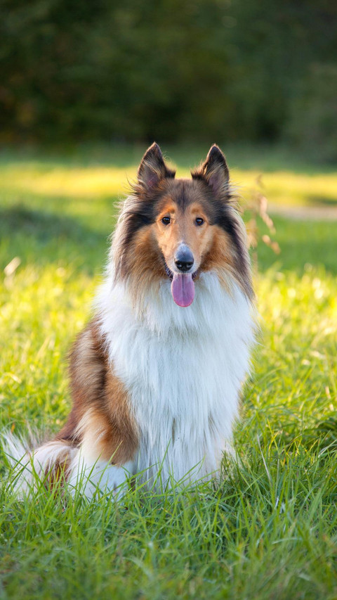 Dog186 screenshot