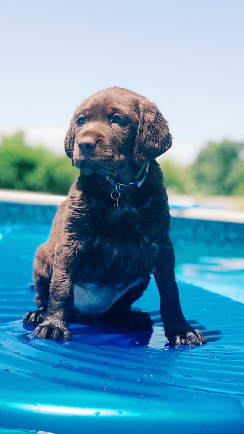 Cute Pups (5) screenshot