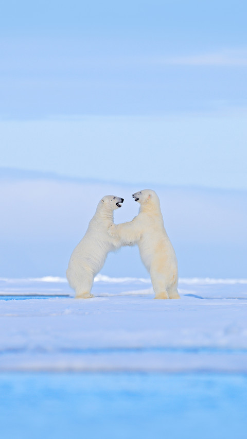 Polar Bear screenshot