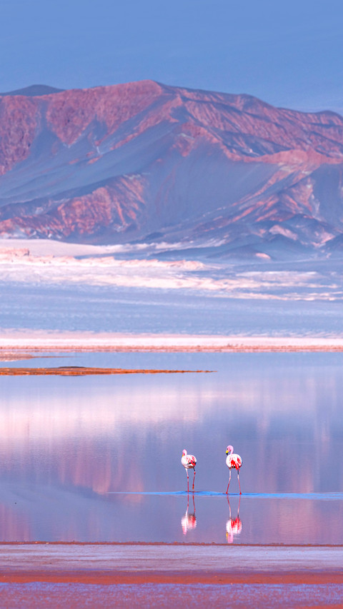 James's flamingo or Puna flamingo screenshot