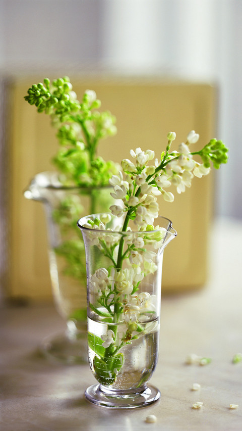 international-lilac screenshot