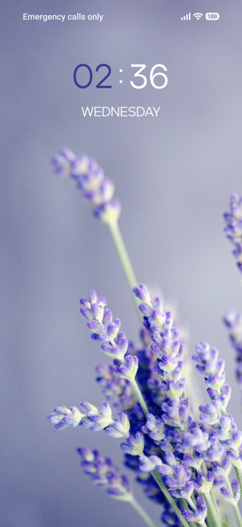 Lavender Flower screenshot