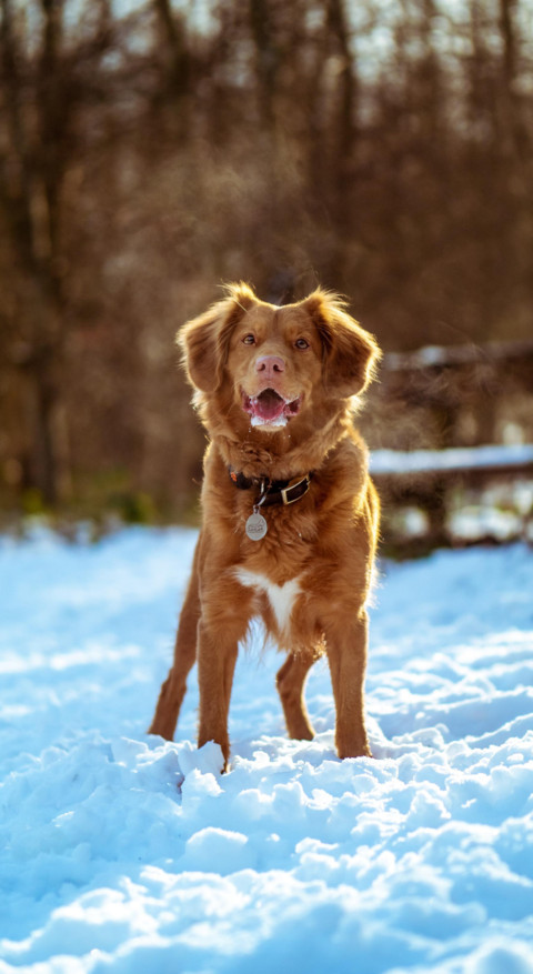 The Good Boy (11) screenshot