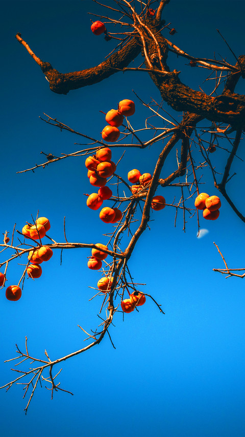 The persimmons have turned red screenshot