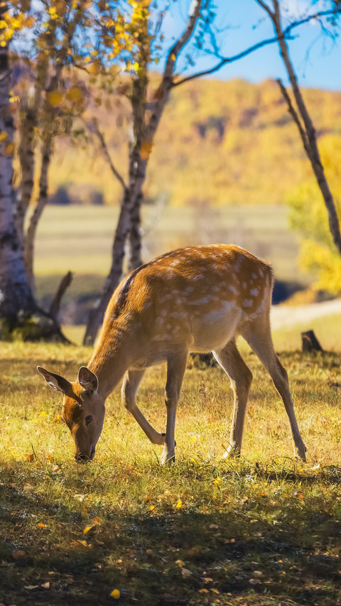 Animal owned camouflage colors 5 screenshot