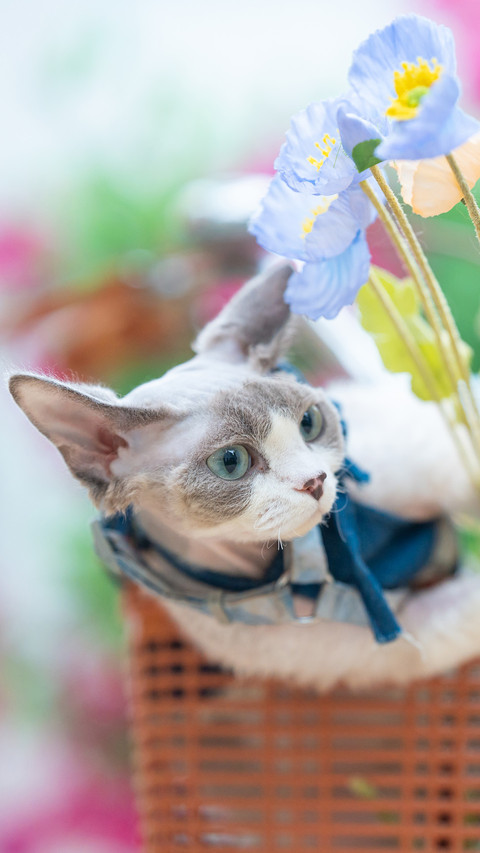 A german cat is dressed in a flower basket screenshot