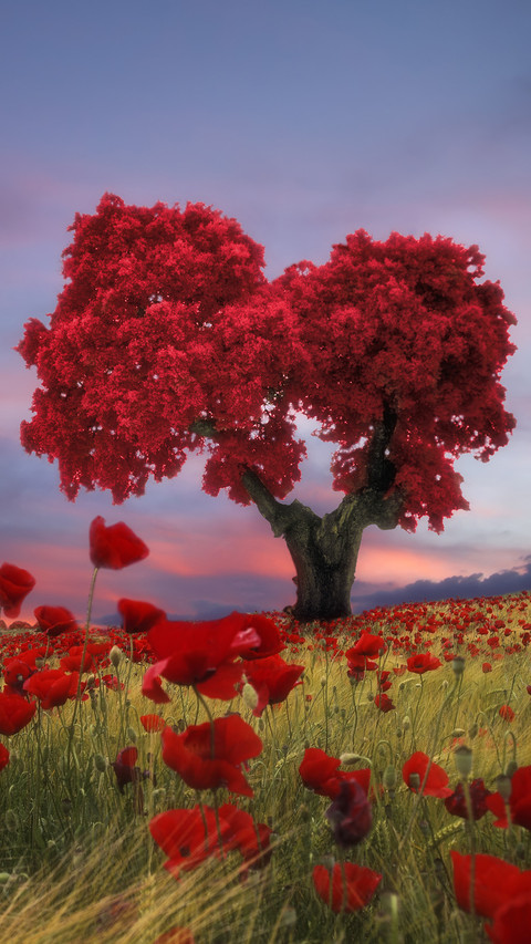 india-red tree screenshot