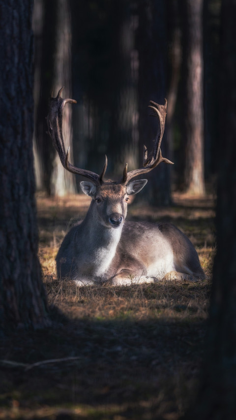 An Elk Lying in The Forest screenshot
