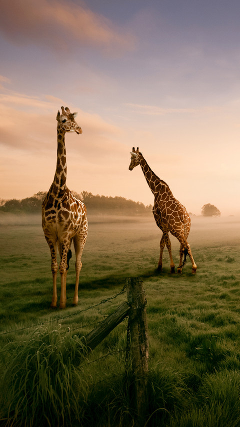 India-Giraffe screenshot