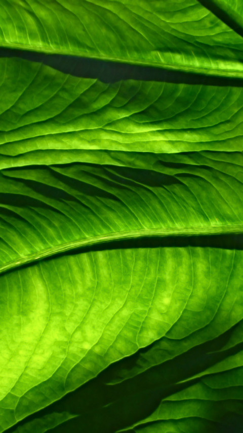 Mother Earth (17) screenshot