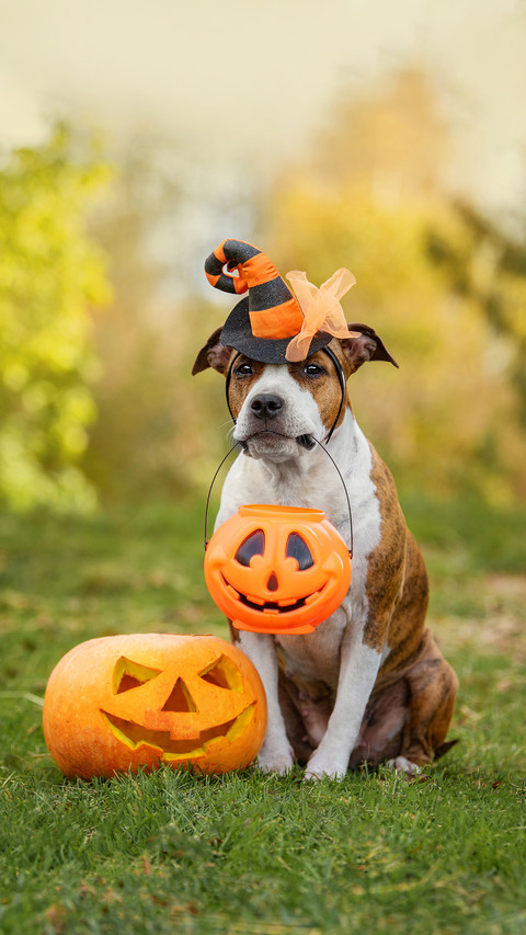 American staffordshire terrier dog screenshot