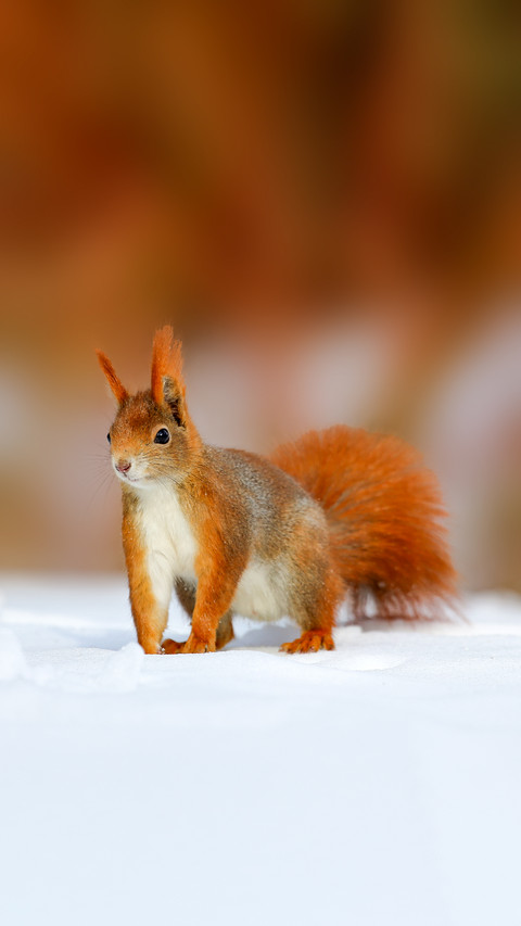 Squirrels foraging outside screenshot