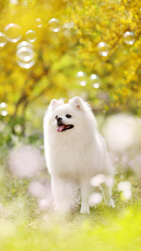 Healthy food for Pomeranians 3 screenshot