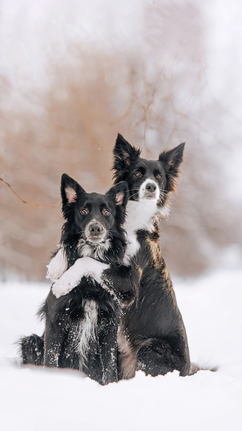 Two adorable black dogs hugging outdoors in winter screenshot
