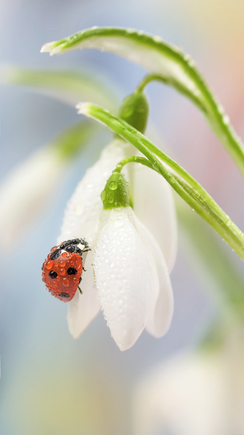 Flowers at a macro distance screenshot