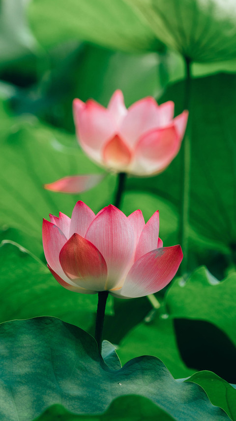 荷花是莲花吗？ screenshot
