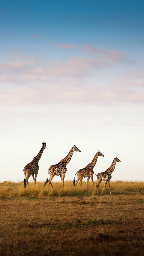 international_animal (7) screenshot