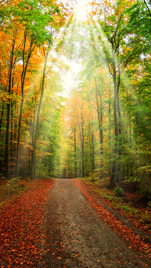 Green forest screenshot