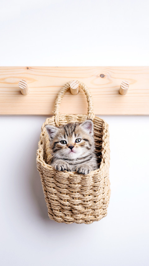 Gray kitten inside basket on woden coat rack screenshot