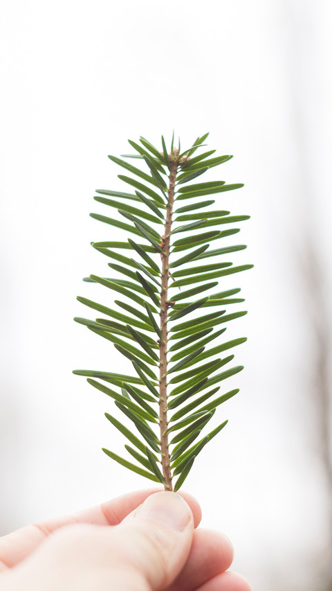 plant (1) screenshot