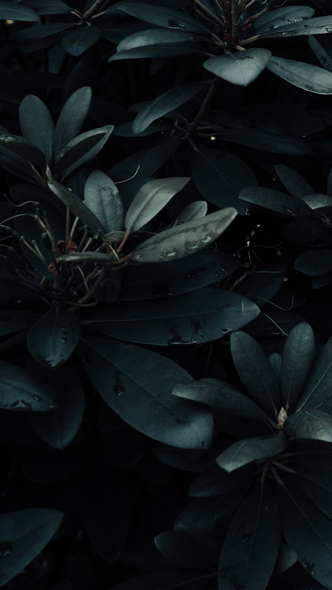 plant (2) screenshot