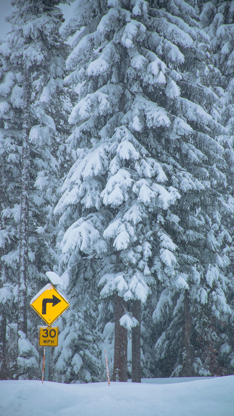 International-forest screenshot