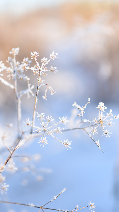 Winter details of the forest and field screenshot