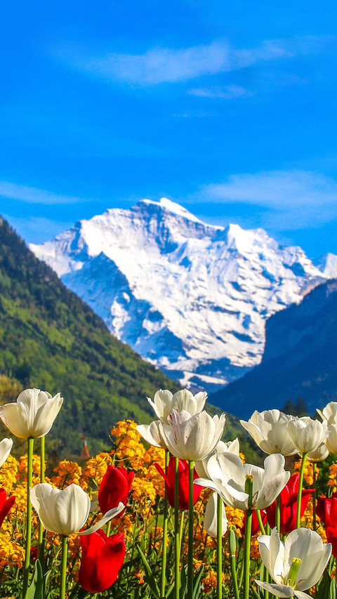 Master of spring flower shooting screenshot