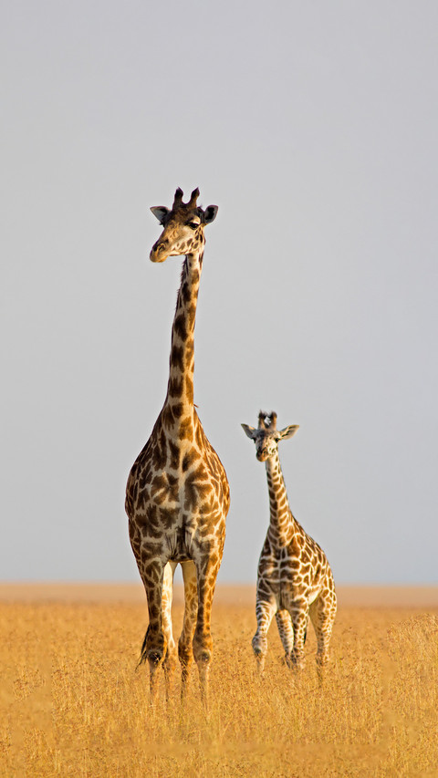The mystery of giraffe heart rate screenshot
