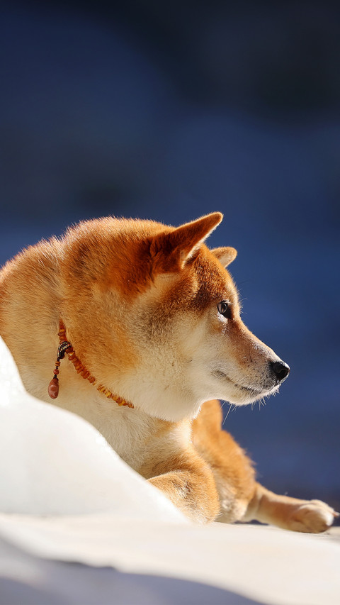 A glowing golden shiba inu screenshot
