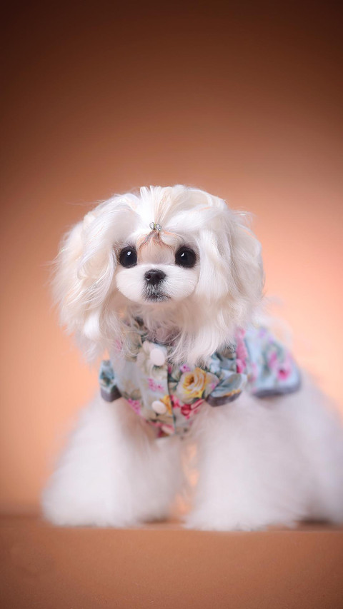 “小公主”马尔济斯犬 screenshot