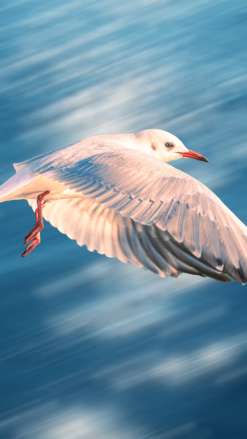 Soaring seagulls screenshot