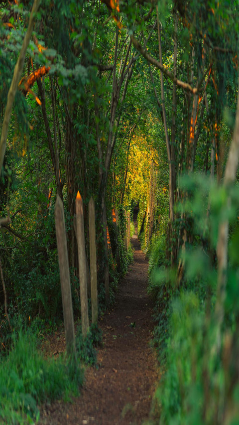 Dense jungle screenshot