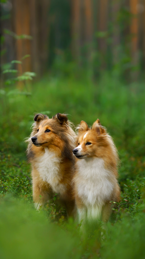 Two Dogs Sitting in The Grass screenshot