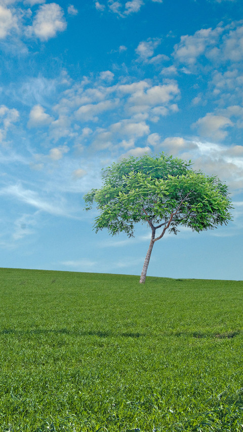Green grass and blue sky screenshot