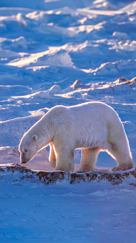 Wild polar bear screenshot