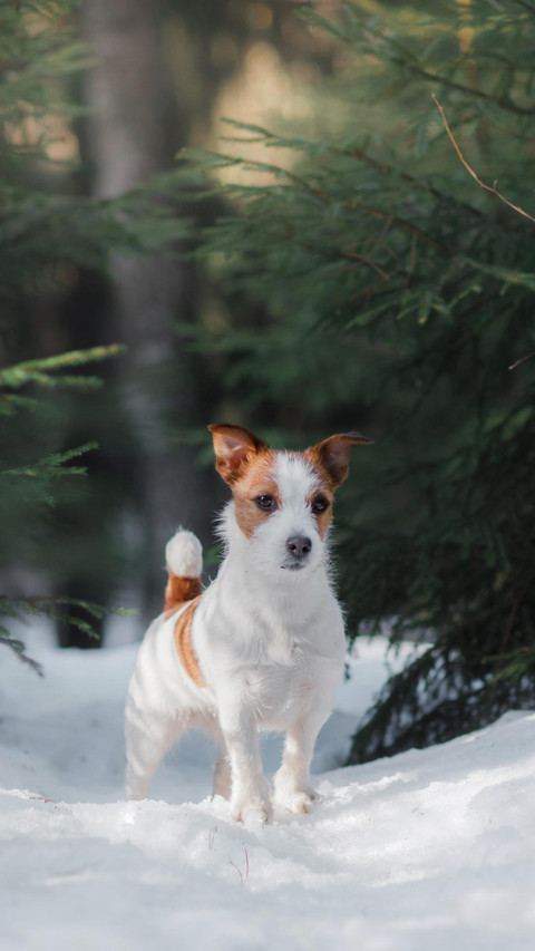 Dog59 screenshot